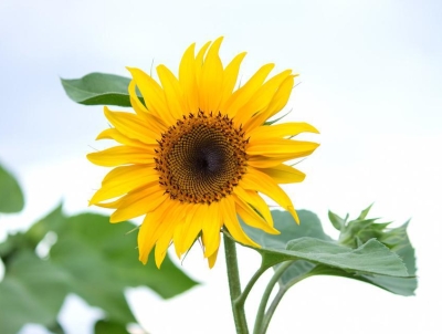 ゴッホを巨匠にしたのは弟