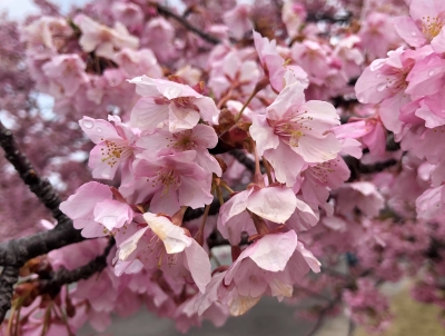 満開の「河津桜」